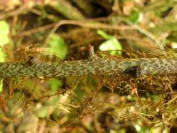 Lecanopteris pustulata. Long-creeping rhizome with scattered, appressed, blackish-brown scales.
 Image: L.R. Perrie © Te Papa CC BY-NC 3.0 NZ